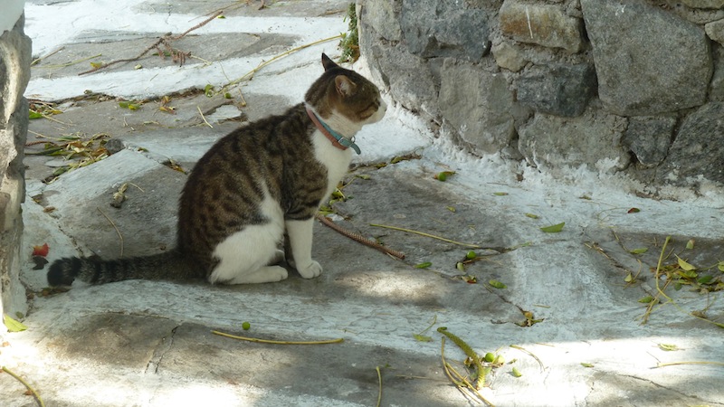 Mykonos cat 5.JPG